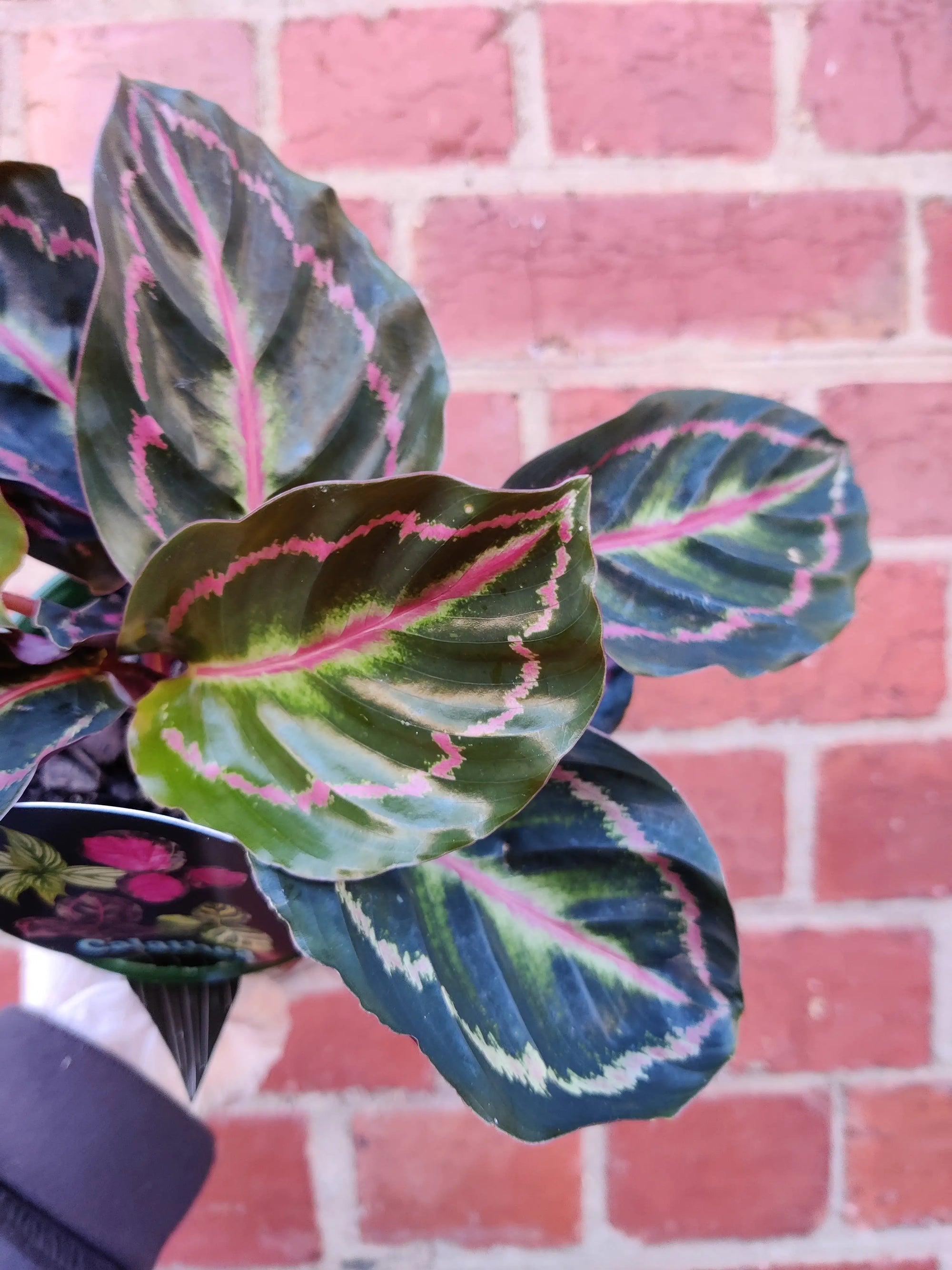 Calathea Hybrids- 13cm pot Folia House