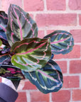 Calathea Hybrids- 13cm pot Folia House