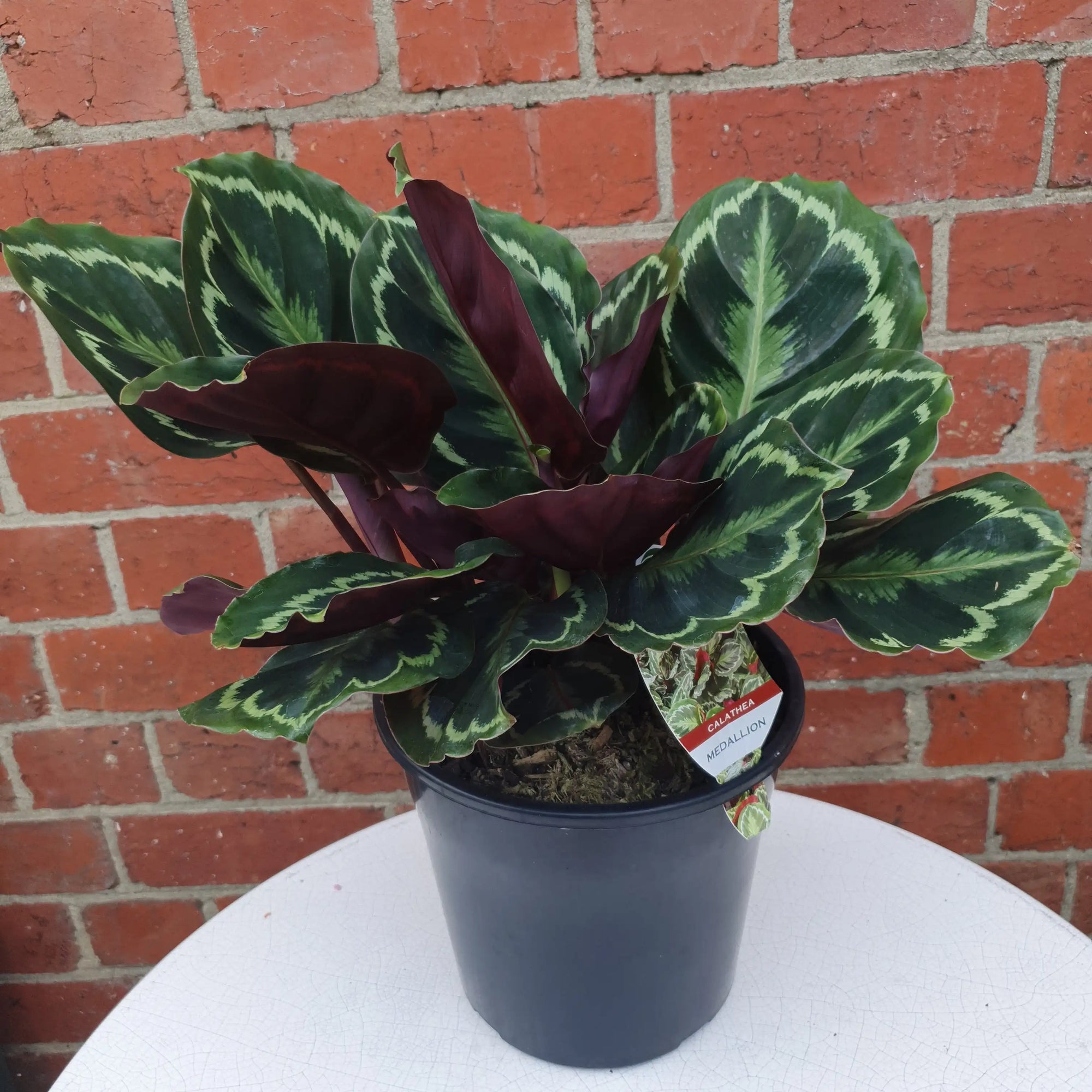 Calathea Medallion - 20cm pot Folia House