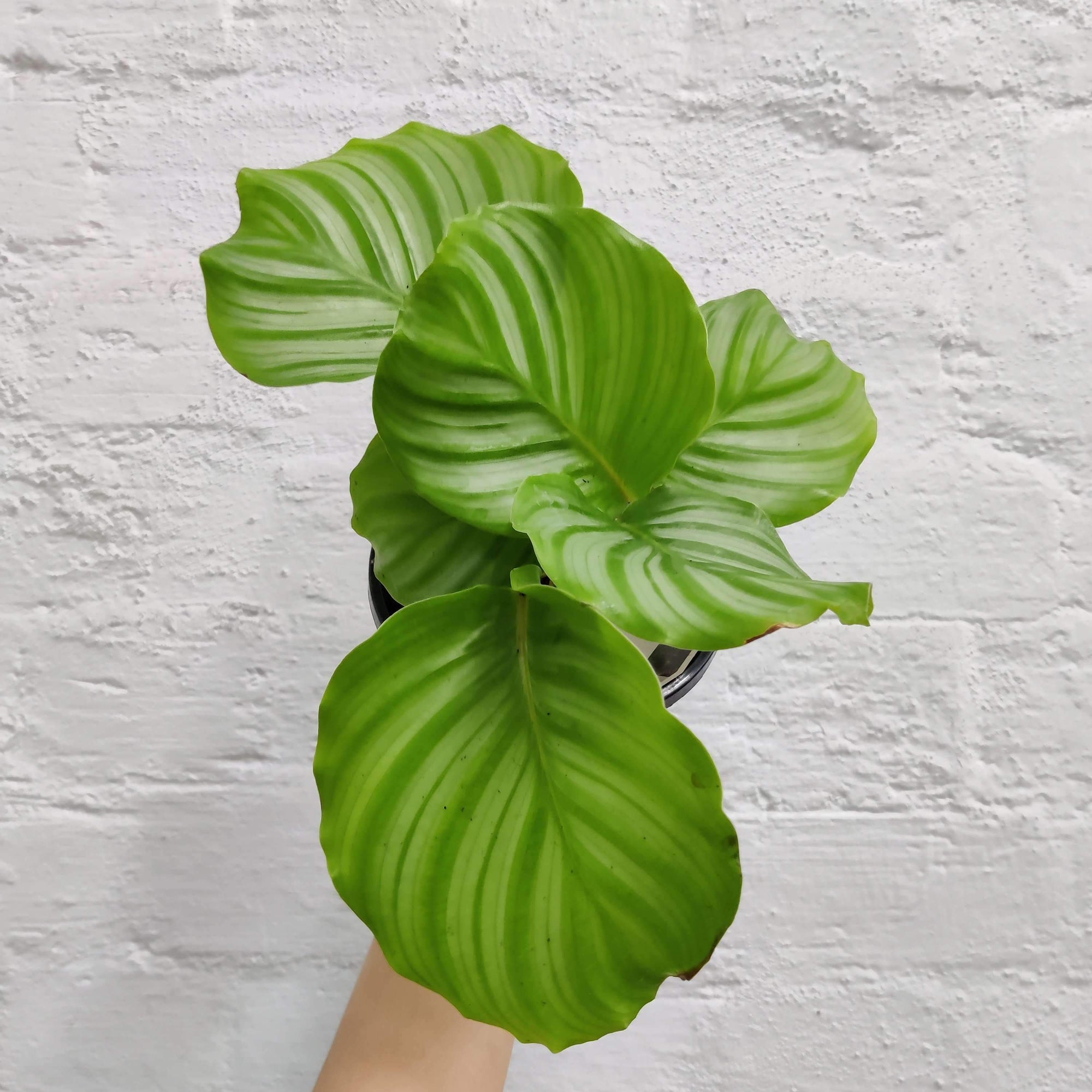 Calathea Orbifolia Folia House