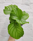 Calathea Orbifolia Folia House