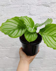 Calathea Orbifolia Folia House