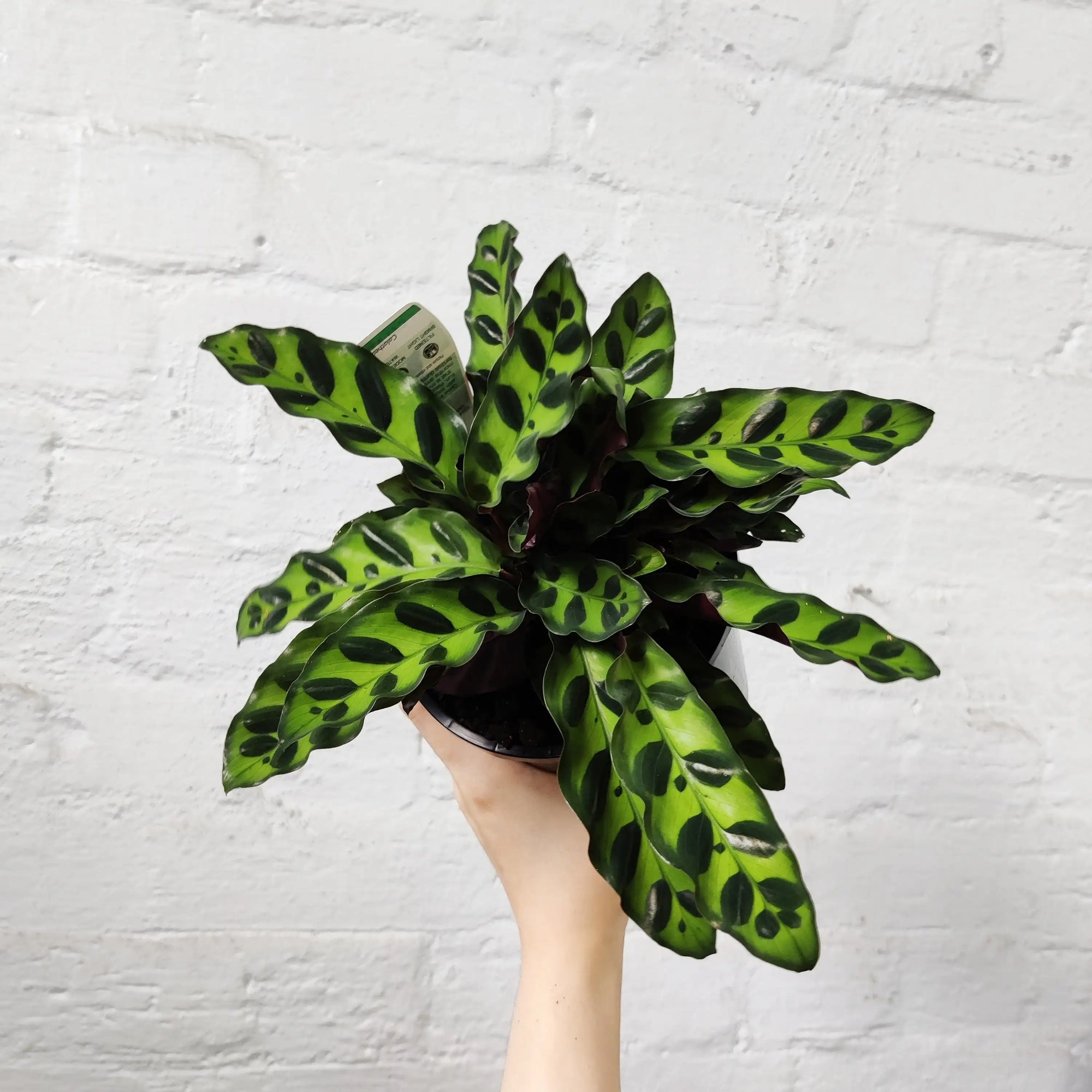 Calathea Rattlesnake (Lancifolia Insignis) - 14cm Pot Folia House