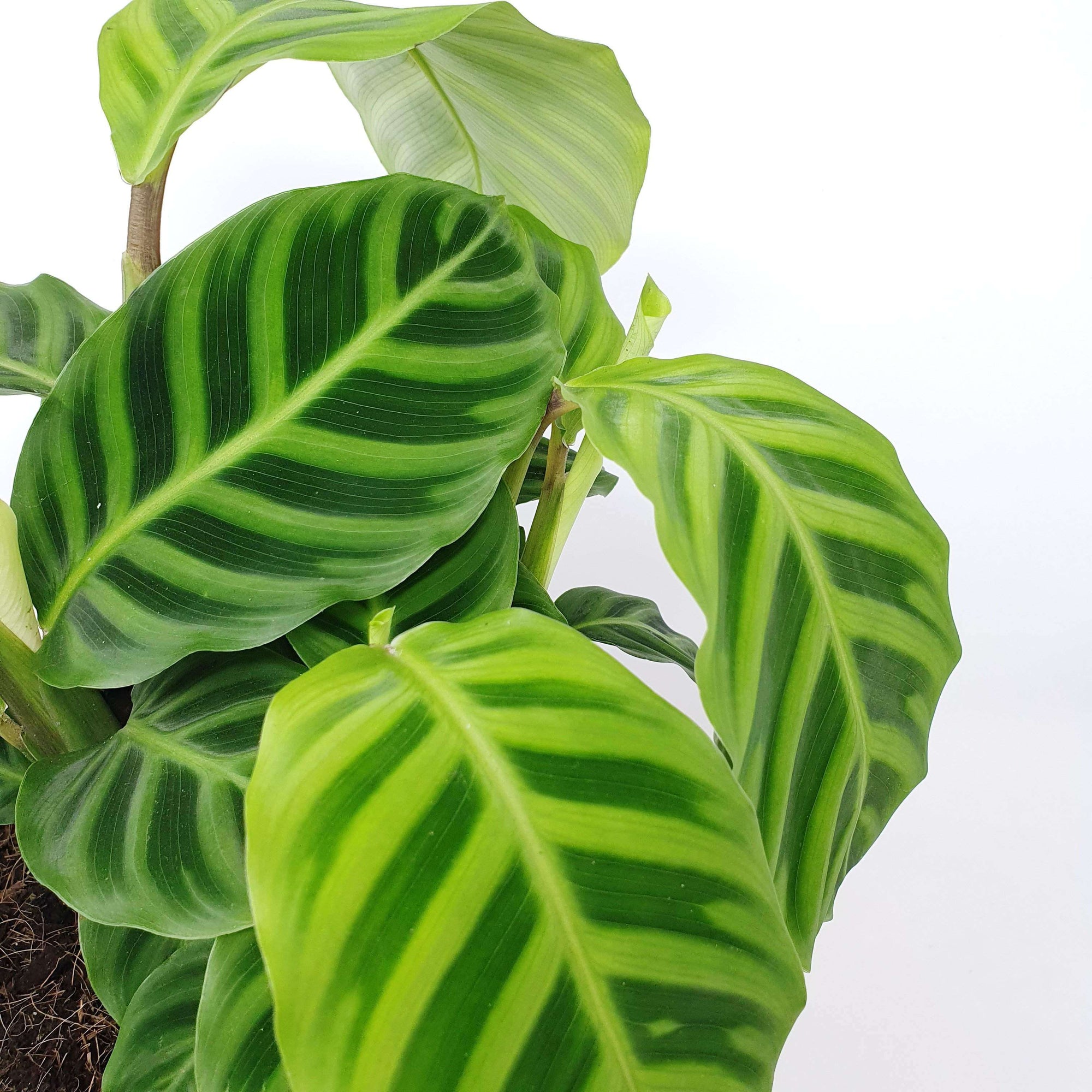Calathea Zebrina - 20cm Pot Folia House