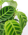 Calathea Zebrina - 20cm Pot Folia House
