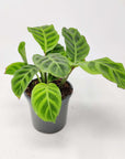 Calathea Zebrina Folia House