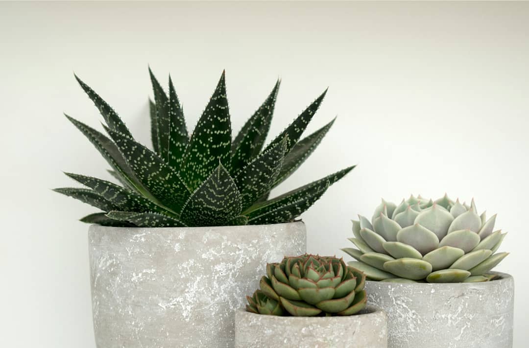 Cement Pot - 17cm Folia House