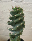 Cereus Peruvianus 'Spiralis'- 15cm pot Folia House