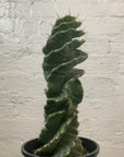 Cereus Peruvianus 'Spiralis'- 15cm pot Folia House
