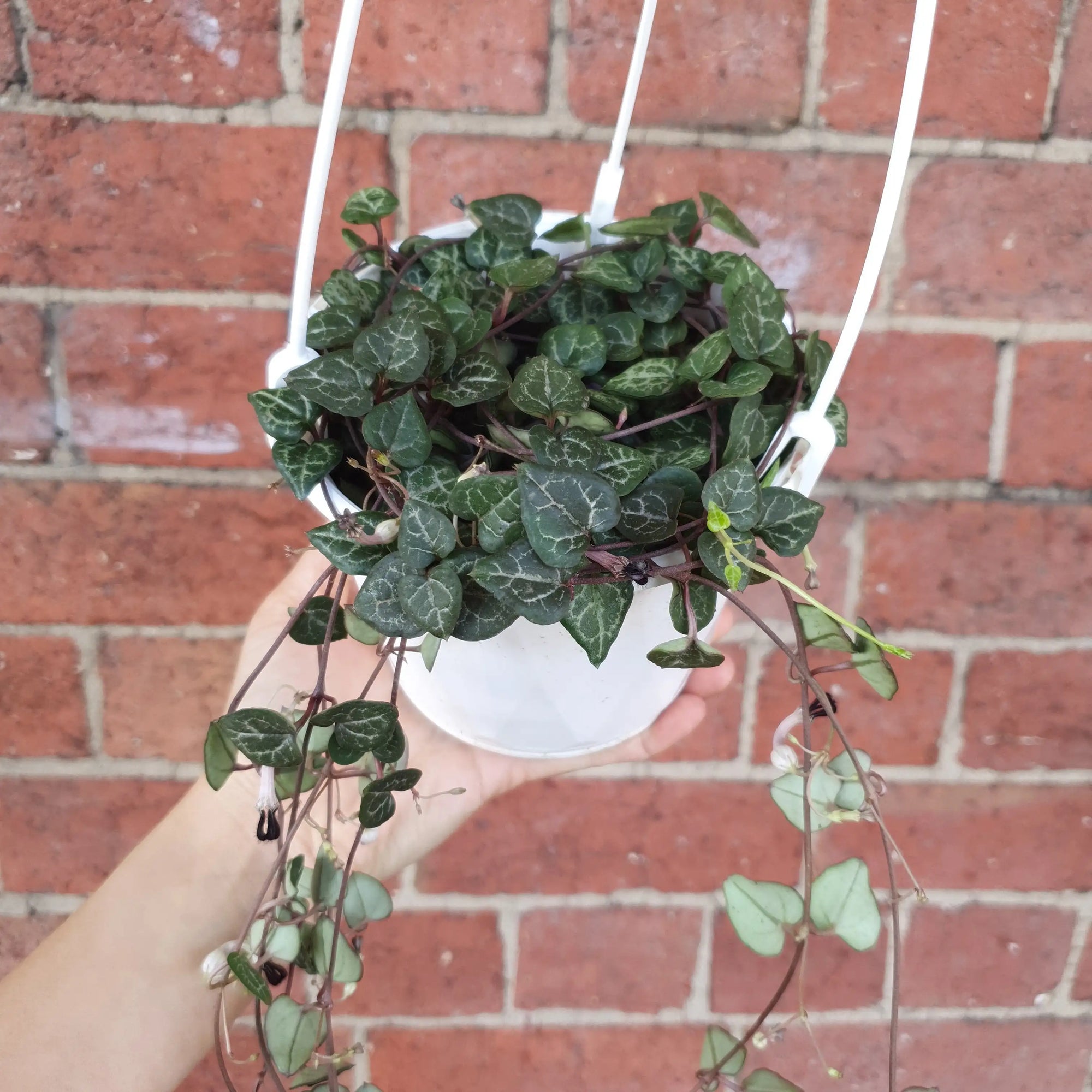Chain of Hearts (2 long plants in a pot) - 12cmHB Folia House