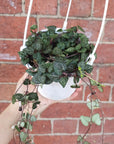 Chain of Hearts (2 long plants in a pot) - 12cmHB Folia House