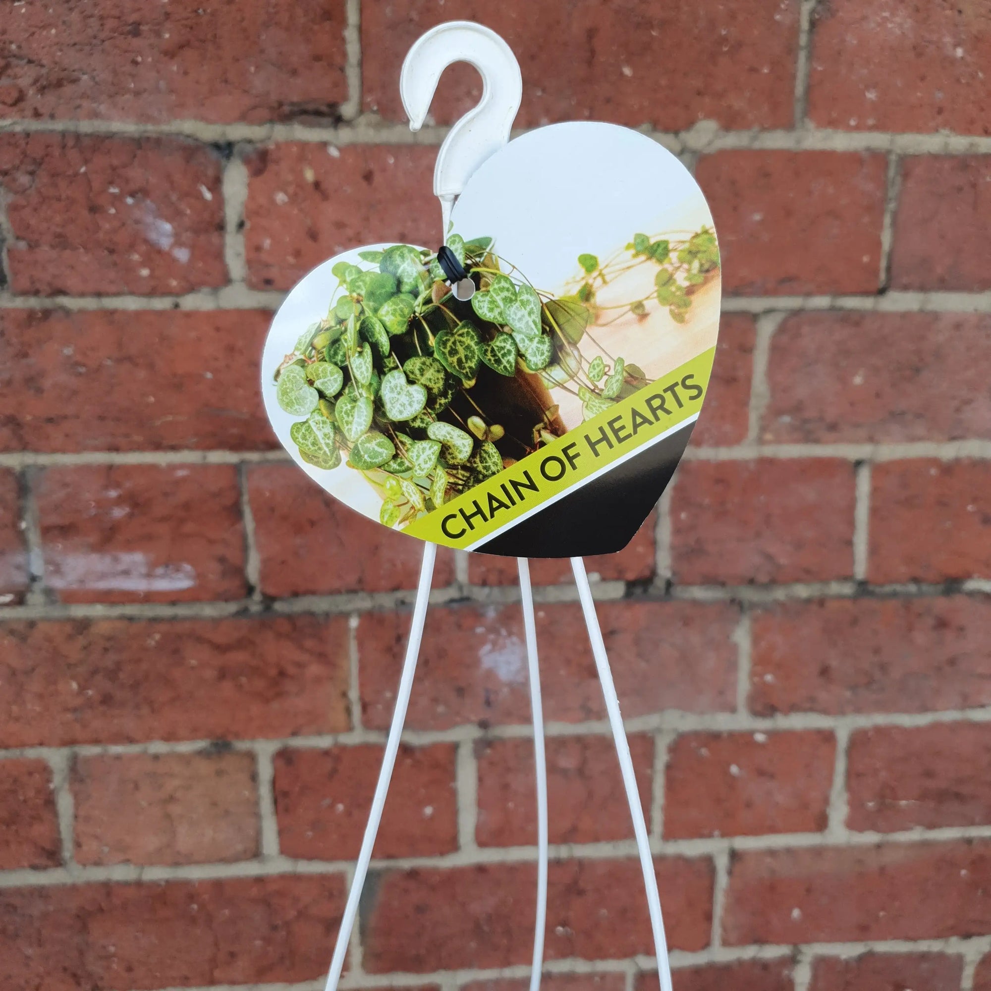 Chain of Hearts (2 long plants in a pot) - 12cmHB Folia House