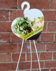 Chain of Hearts (2 long plants in a pot) - 12cmHB Folia House