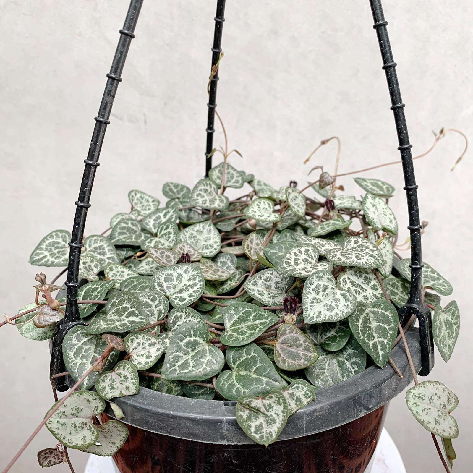 Chain of Hearts (Ceropegia Woodii) - 12cmHB Folia House