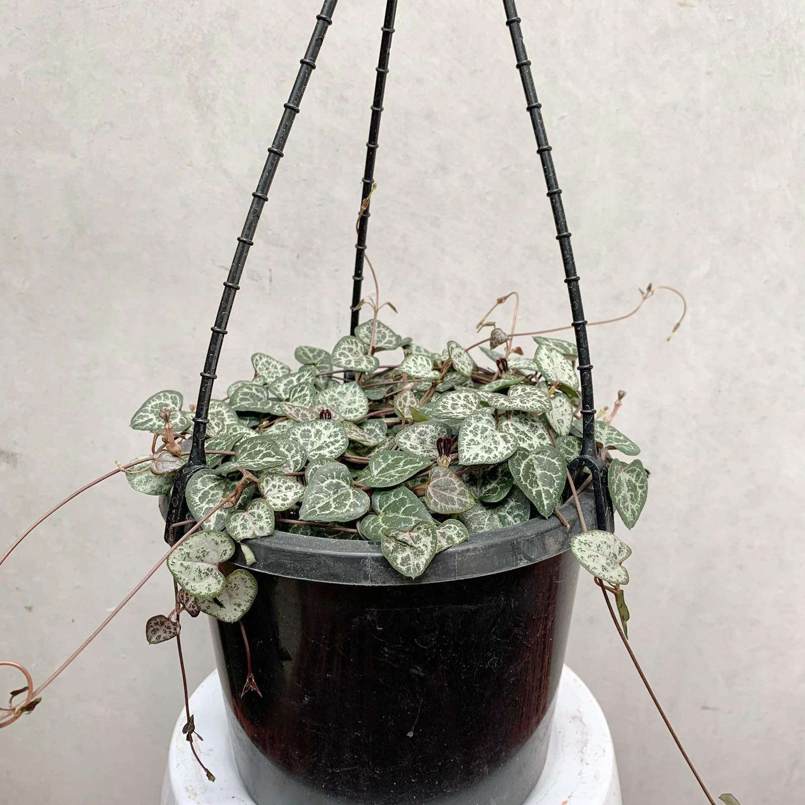 Chain of Hearts (Ceropegia Woodii) - 12cmHB Folia House