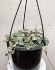 Chain of Hearts (Ceropegia Woodii) - 12cmHB Folia House