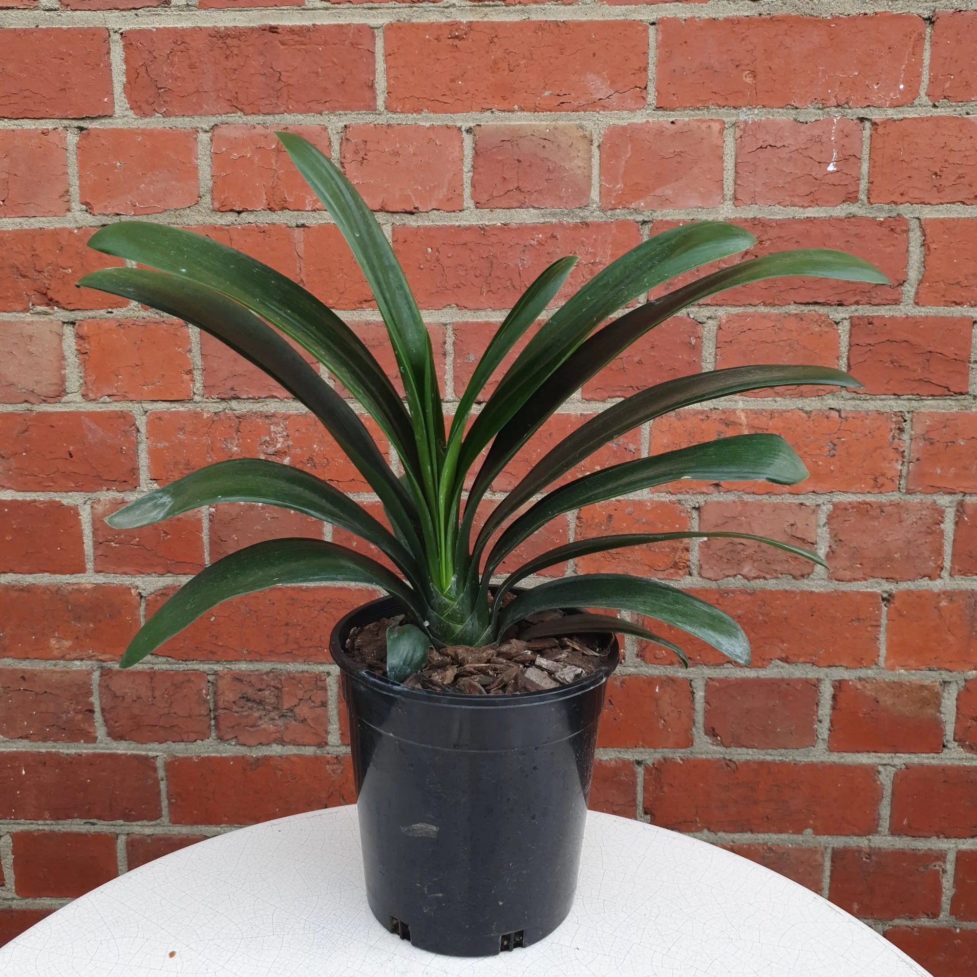 Clivia Belgium Hybrid - 17cm Pot Folia House