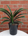 Clivia Belgium Hybrid - 17cm Pot Folia House