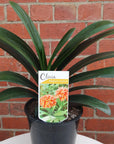 Clivia Belgium Hybrid - 17cm Pot Folia House