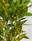 Codiaeum Gold Dust Croton- 25cm Pot Folia House