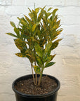 Codiaeum Gold Dust Croton- 25cm Pot Folia House