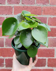 Coin-leaf Peperomia (Peperomia polybotrya) - 13cm Pot Folia House