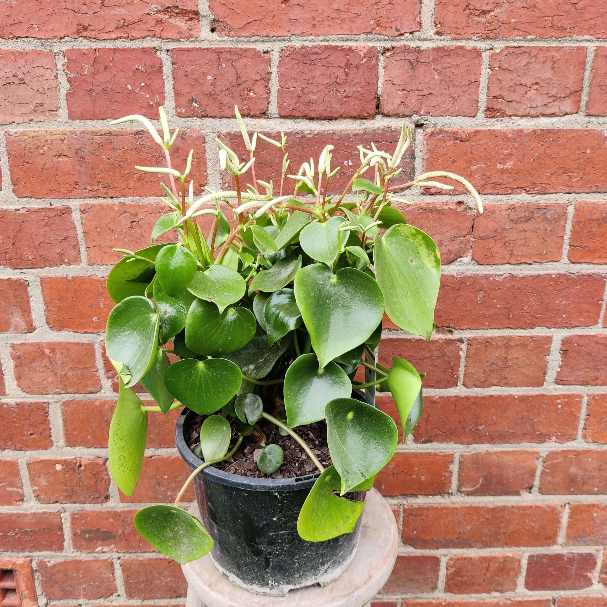 Coin-leaf Peperomia (Peperomia polybotrya) - 20cm Pot Folia House