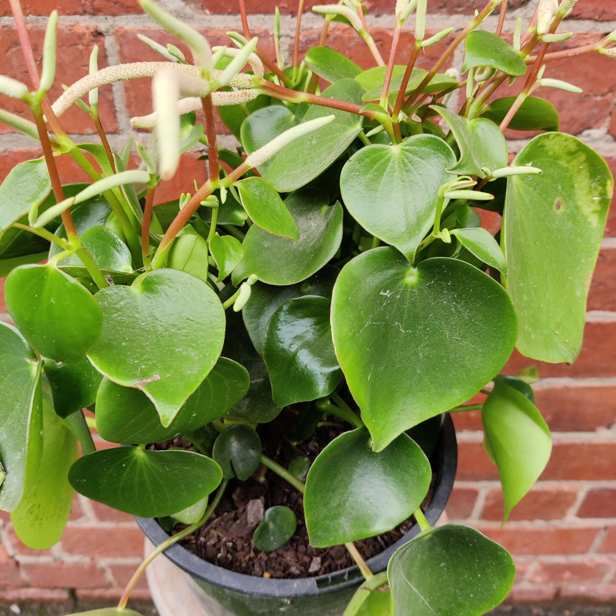 Coin-leaf Peperomia (Peperomia polybotrya) - 20cm Pot Folia House