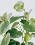 Coin-leaf Peperomia (Peperomia polybotrya) Folia House