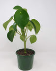 Coin-leaf Peperomia (Peperomia polybotrya) Folia House