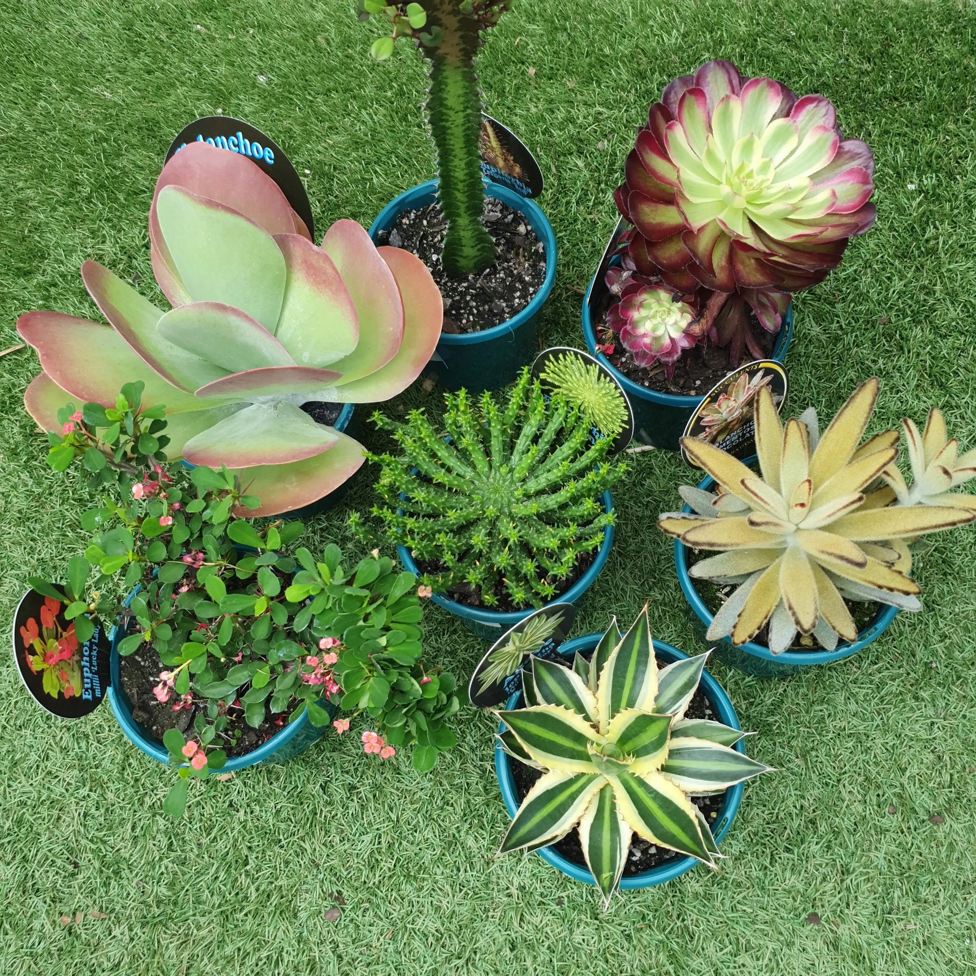 Collectors Succulent - 13cm Folia House