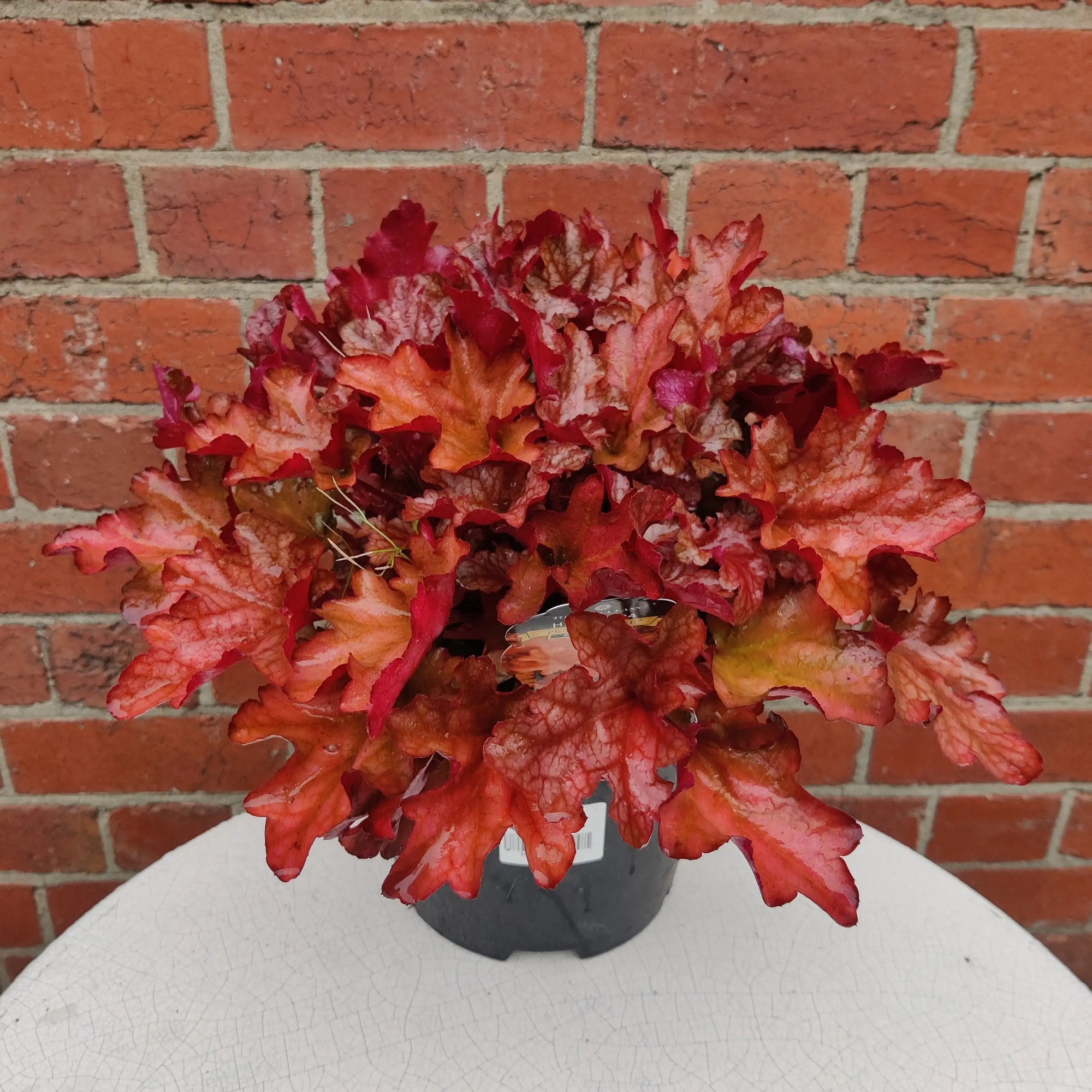 Coral Bells Peach Flambe - 20cm pot Folia House