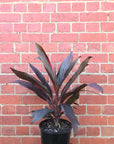 Cordyline Fruticosa Rubra - 20cm Pot Folia House