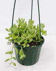 Cotyledon pendens 12cm Hanging basket Folia House