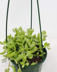 Cotyledon pendens 12cm Hanging basket Folia House