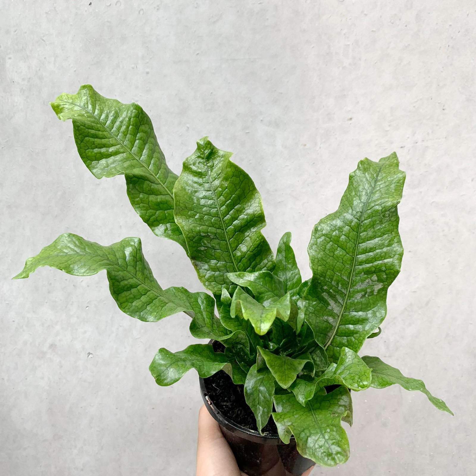 Crocodile fern (Microsorum crocodyllus) Folia House