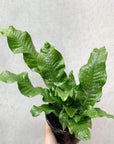 Crocodile fern (Microsorum crocodyllus) Folia House
