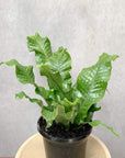 Crocodile fern (Microsorum crocodyllus) Folia House