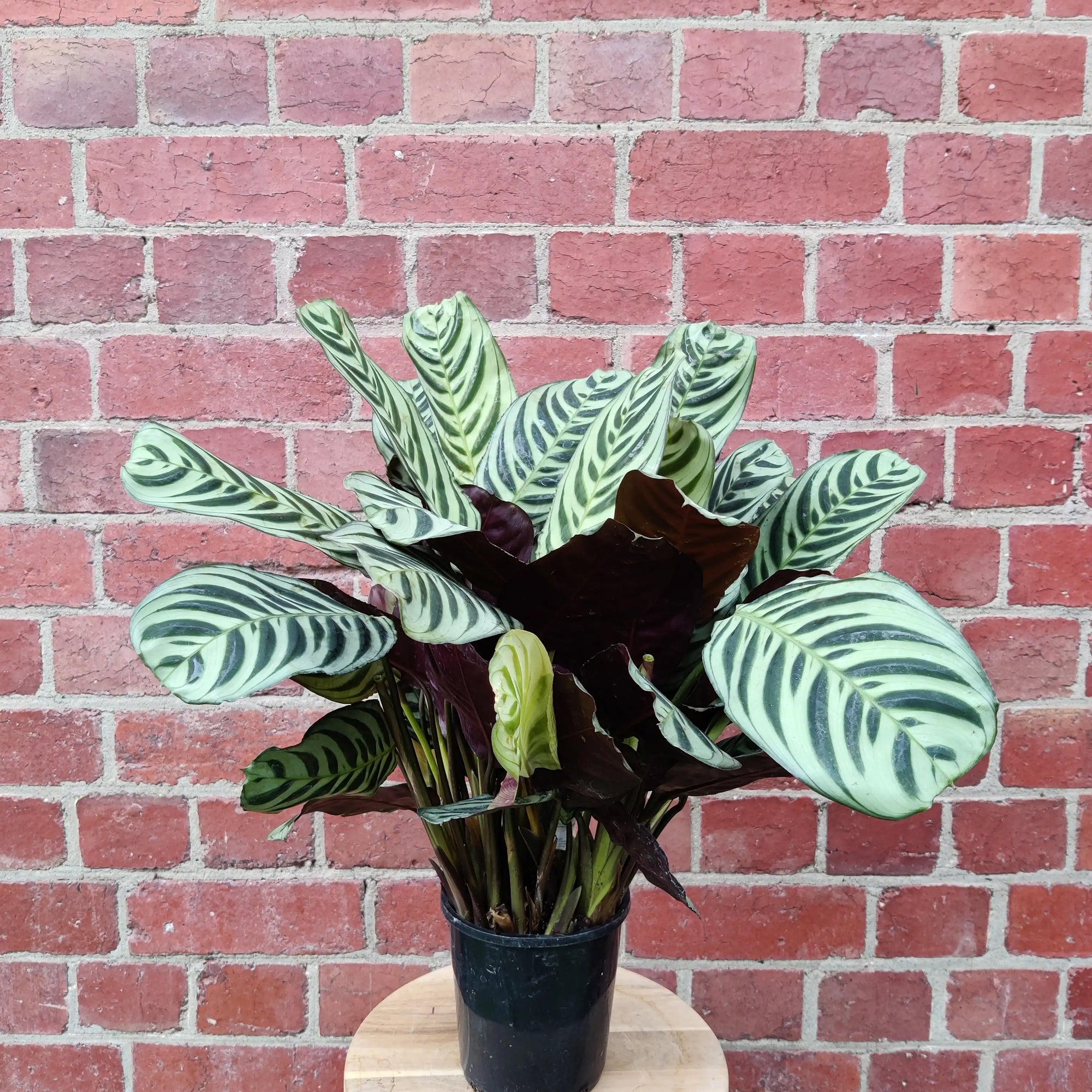 Ctenanthe Burle Marxii - 14m Pot Folia House