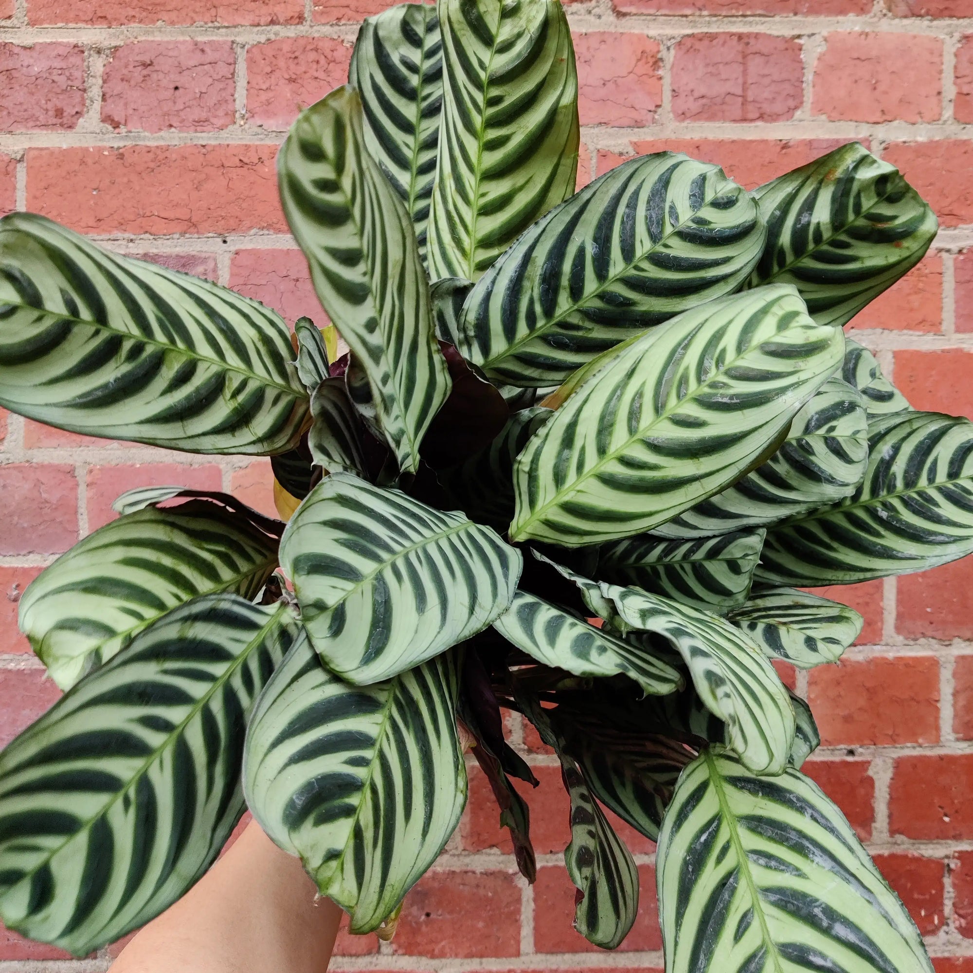 Ctenanthe Burle Marxii - 14m Pot Folia House