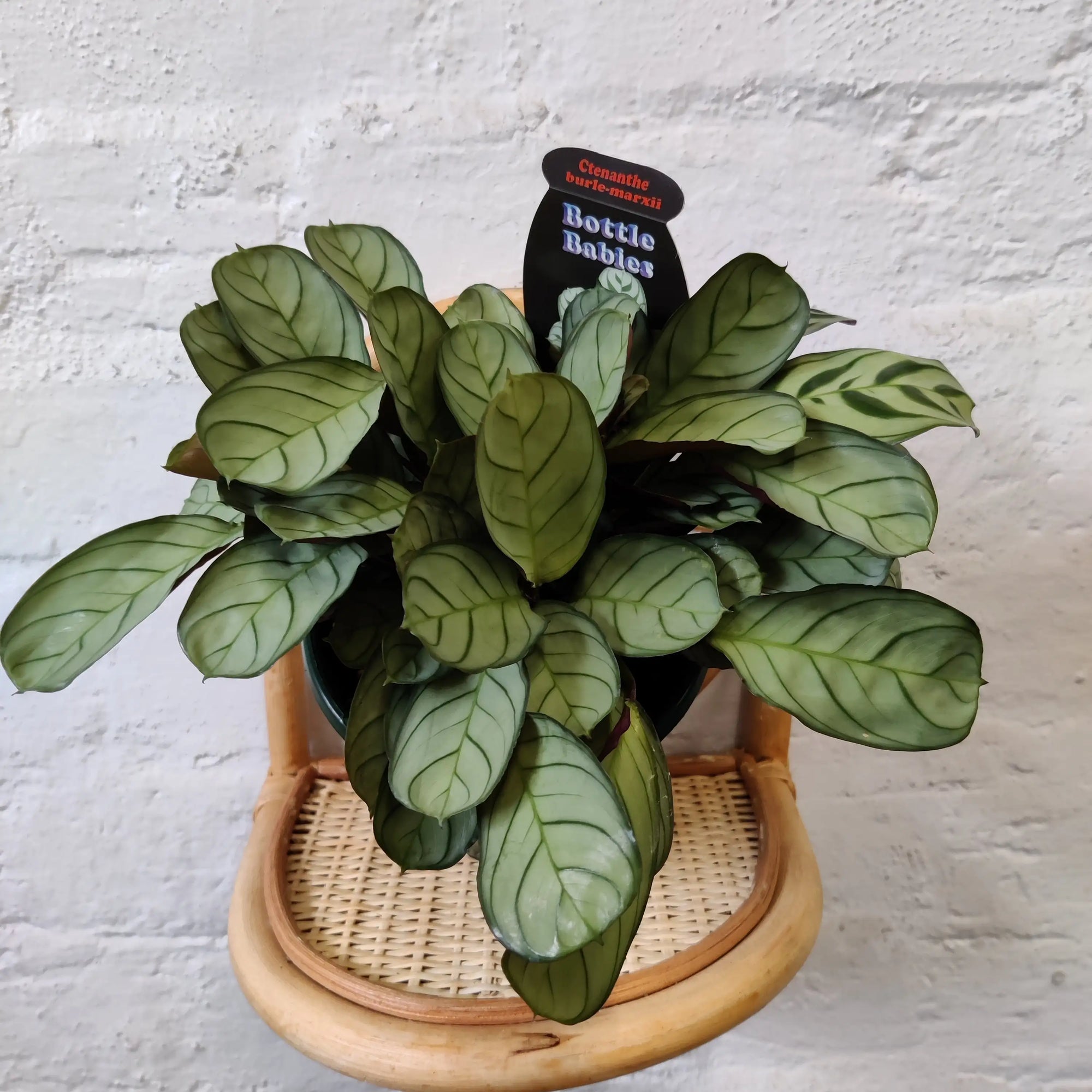 Ctenanthe Burle Marxii (Light Vein) - 13cm Pot Folia House