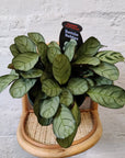 Ctenanthe Burle Marxii (Light Vein) - 13cm Pot Folia House