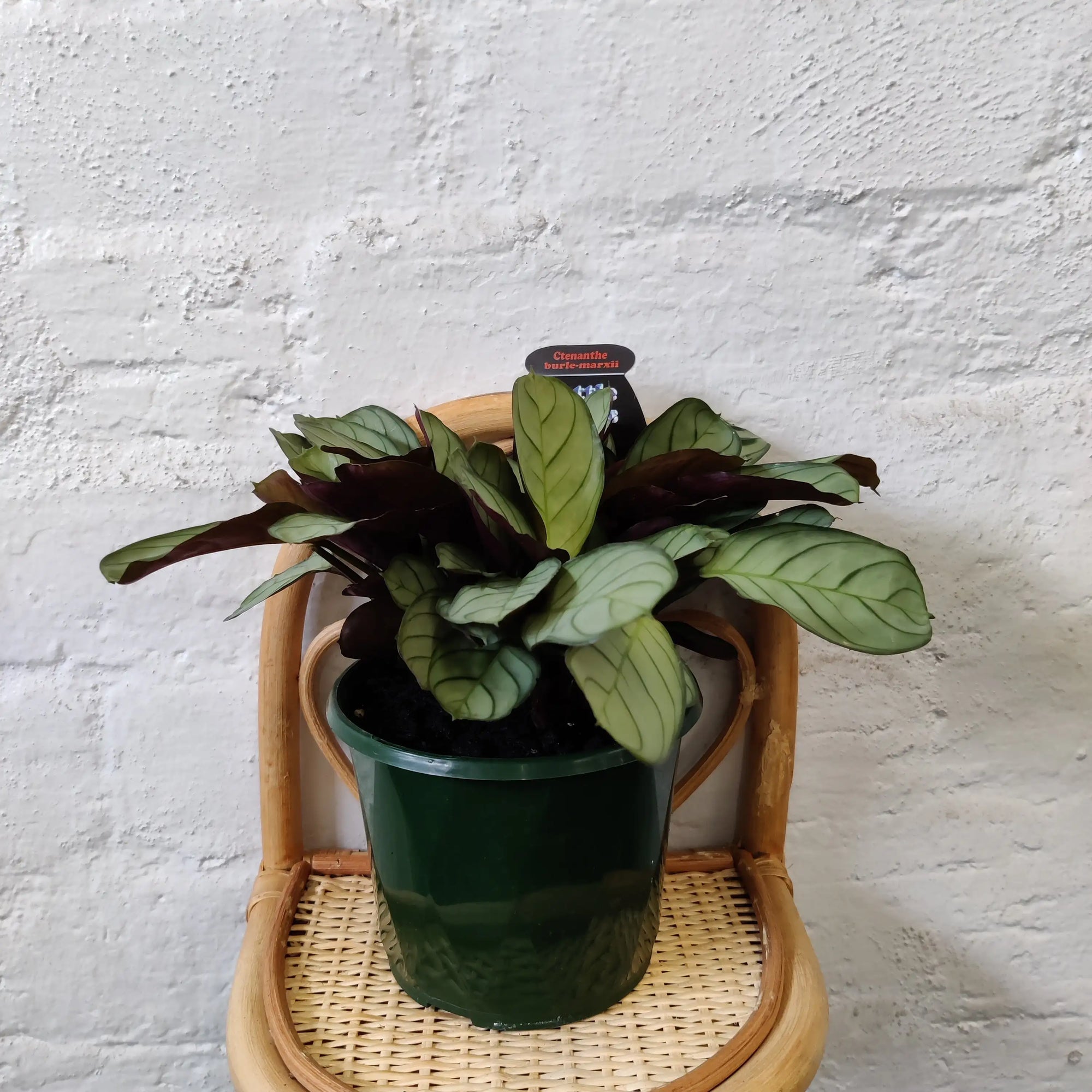 Ctenanthe Burle Marxii (Light Vein) - 13cm Pot Folia House