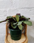 Ctenanthe Burle Marxii (Light Vein) - 13cm Pot Folia House