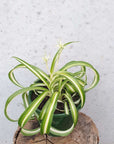 Curly Spider plant (Chlorophytum comosum) - 13cm hanging basket Folia House