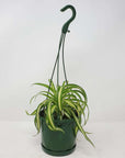 Curly Spider plant (Chlorophytum comosum) - 13cmHB Folia House