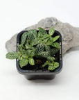 Baby Plant - Fittonia Starlight