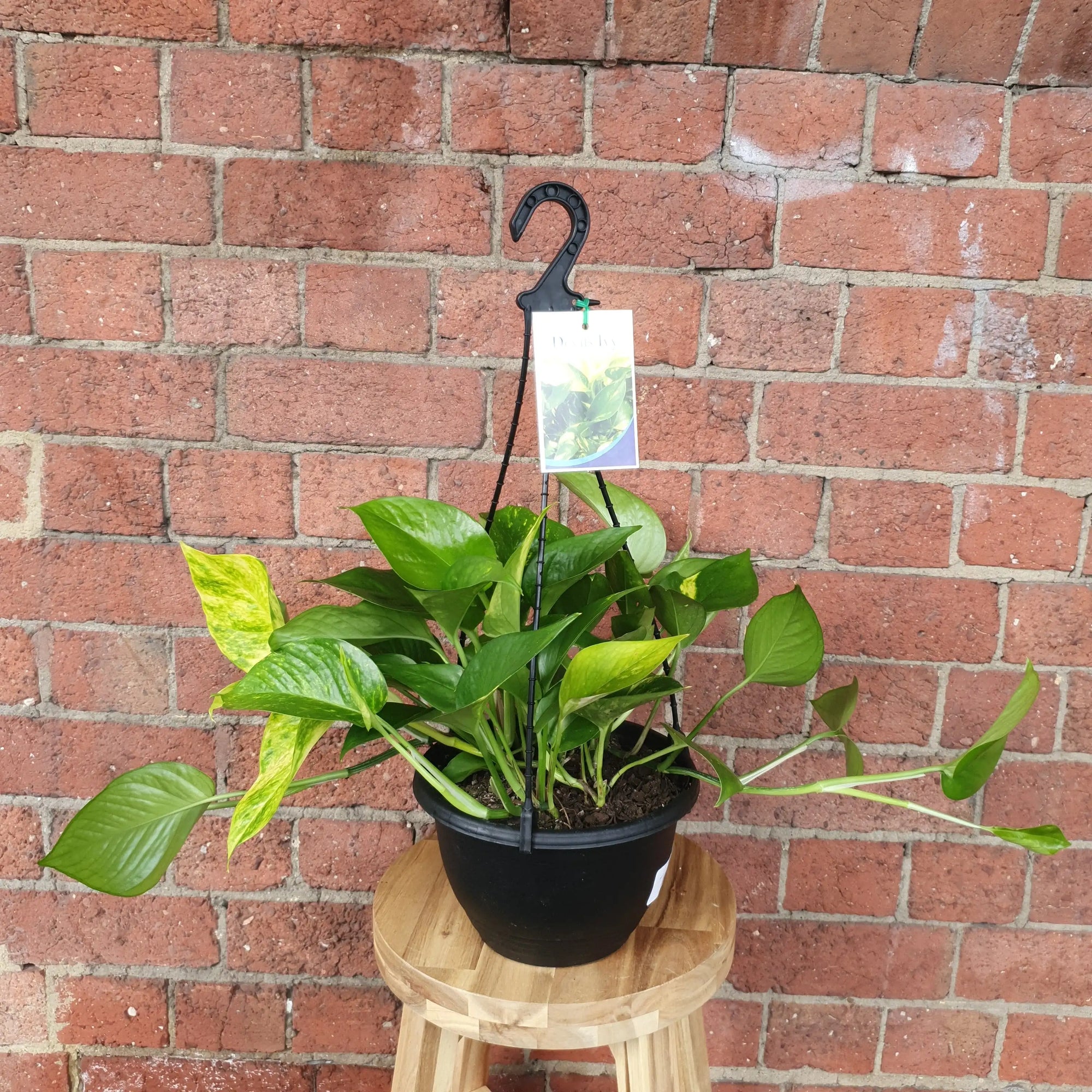 Devil's Ivy (Epipremnum aureum) - 20cmHB Folia House