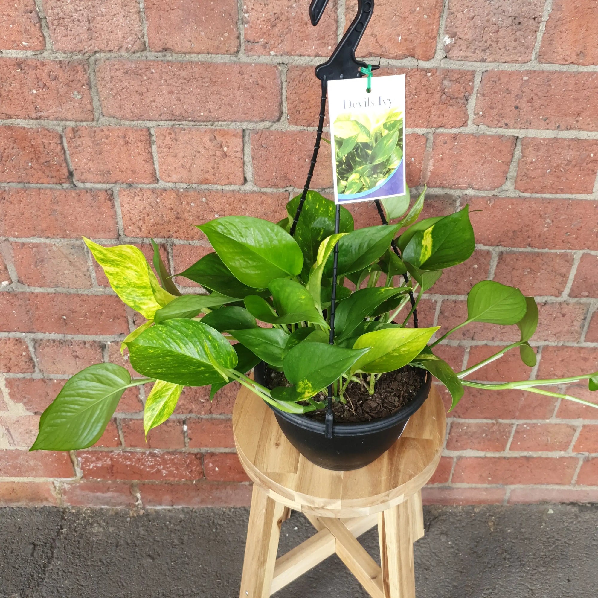 Devil's Ivy (Epipremnum aureum) - 20cmHB Folia House