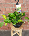 Devil's Ivy (Epipremnum aureum) - 20cmHB Folia House